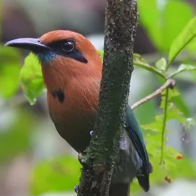 Full Day Private Birding and Nature Sightseeing Tour, Pipe Line.